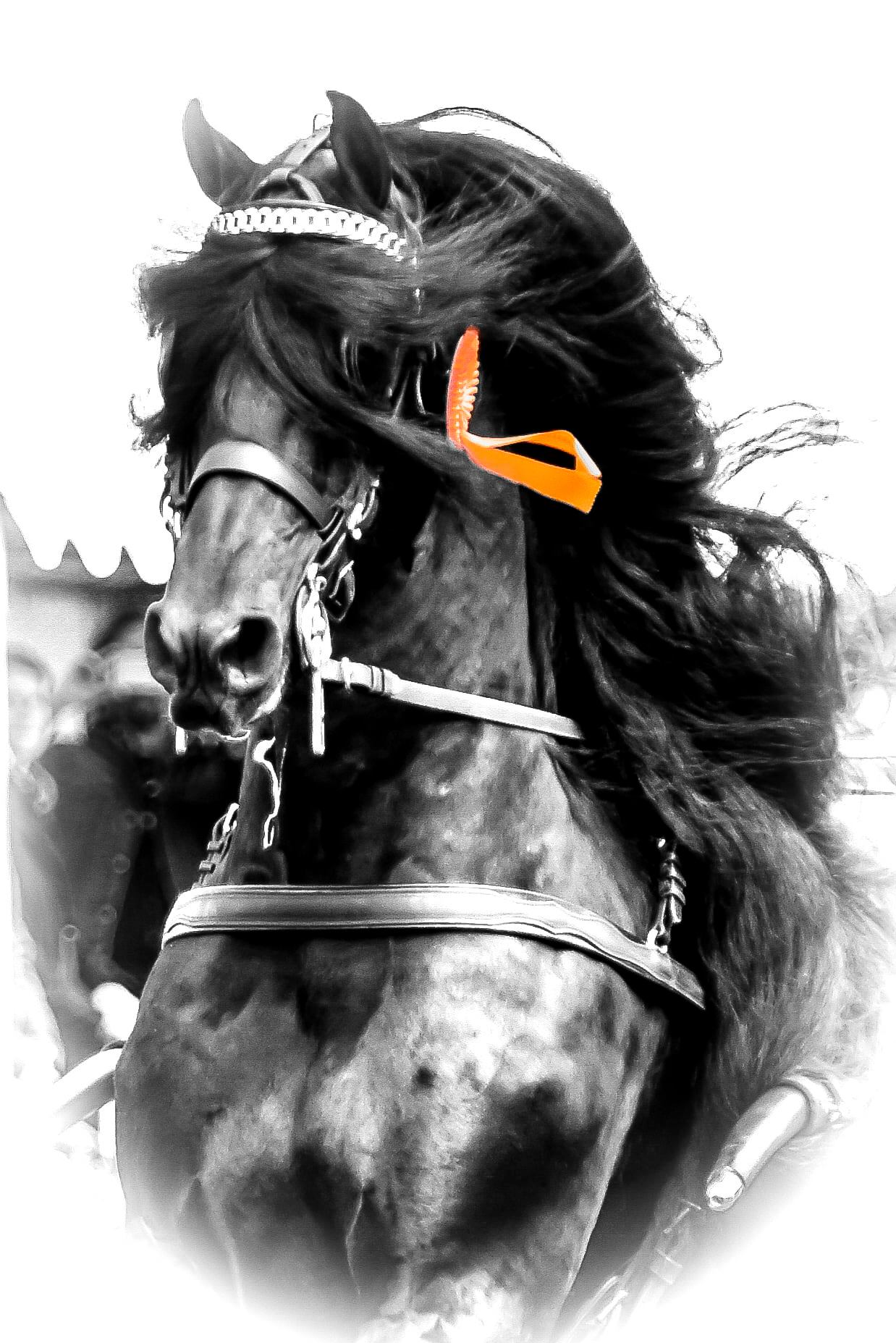 Logo van het Concours Hippique Rijs 2024, met een stijlvol Friese paardafbeelding. De perfecte mix van traditie en elegantie in deze paardensportviering